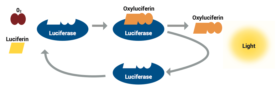 Bioluminescence chemical reaction: The enzyme, luciferase, helps bond together the substrate, luciferin, and oxygen. The reaction creates the products oxyluciferin and light. The enzyme is recycled after the reaction, and can be used again.