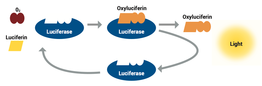 Bioluminescence chemical reaction