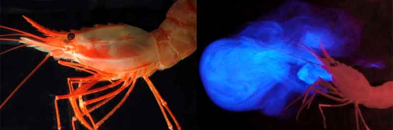 Bioluminescence: An Adaptation for Deep-sea Survival