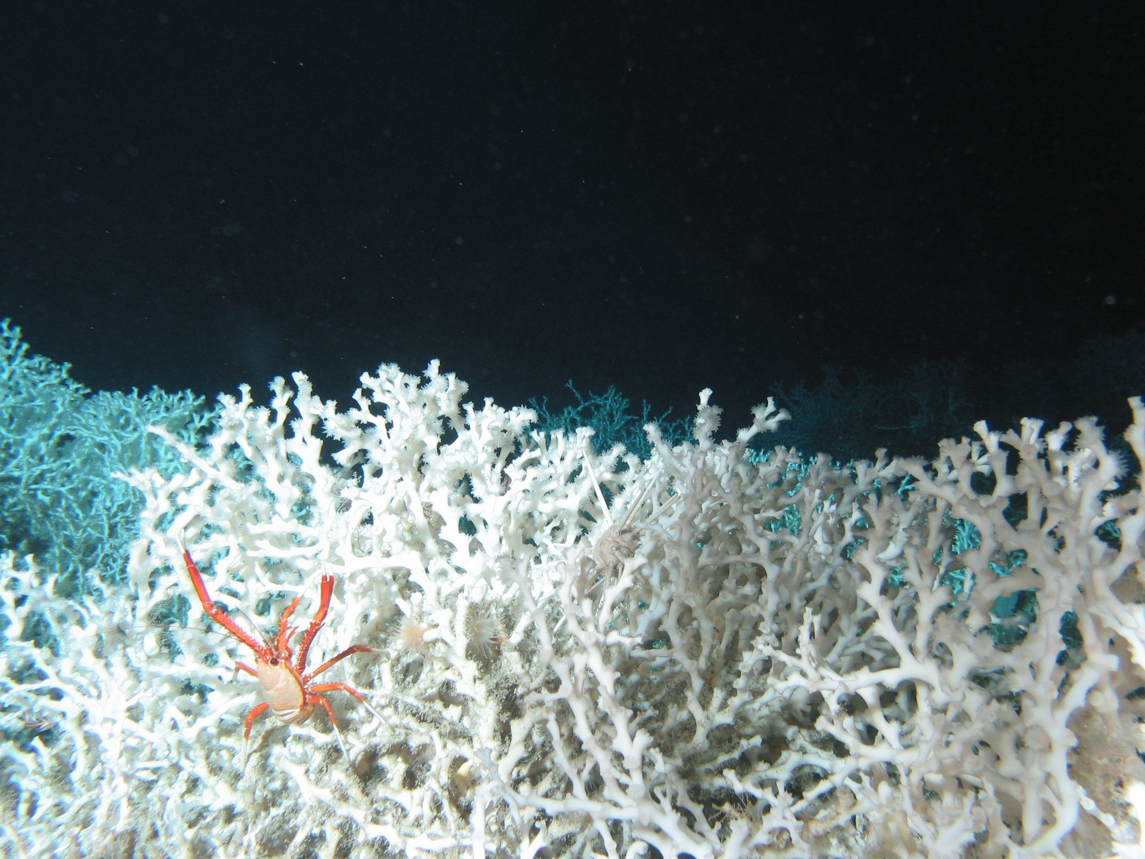 Student Investigation: Laying the Foundation for Deep-Sea Coral Gardens