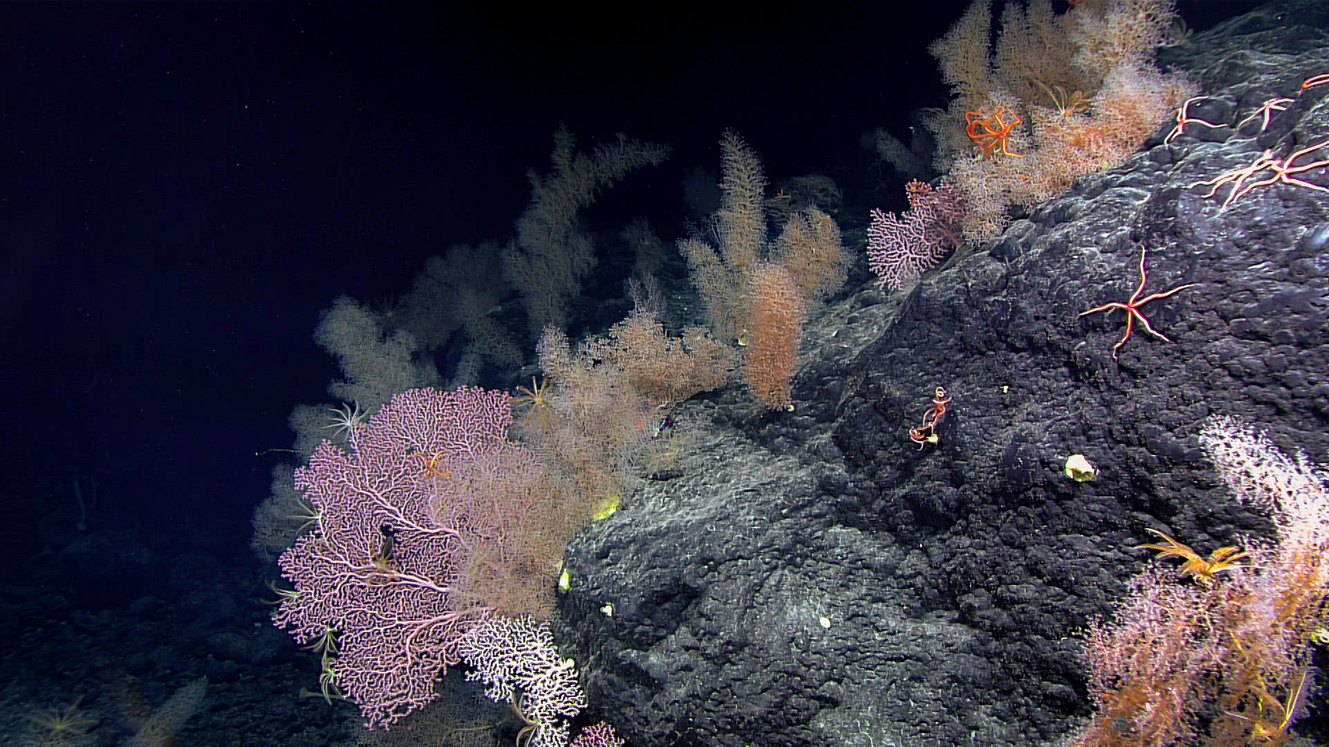 Seamounts: Oases of Life