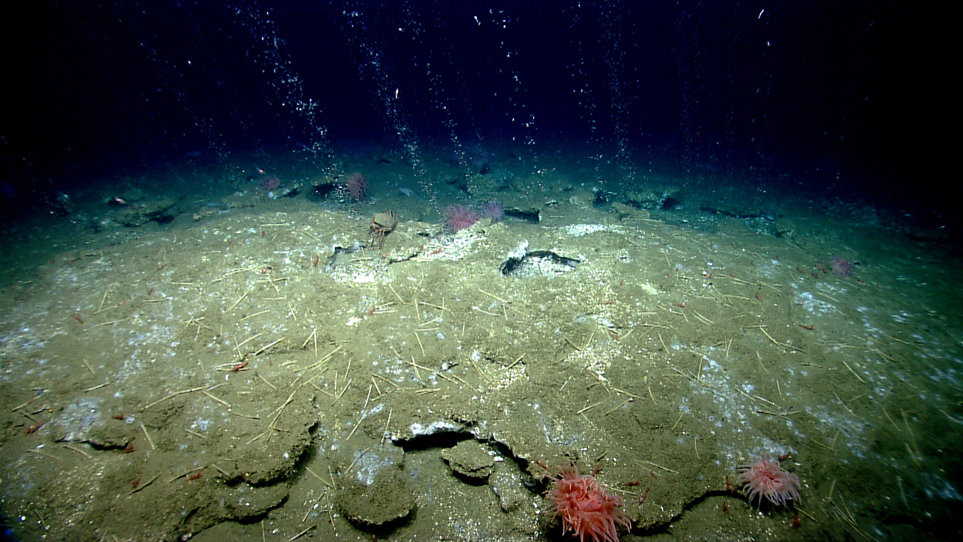 cold seep site with several plumes of bubbles rising up from the sediment