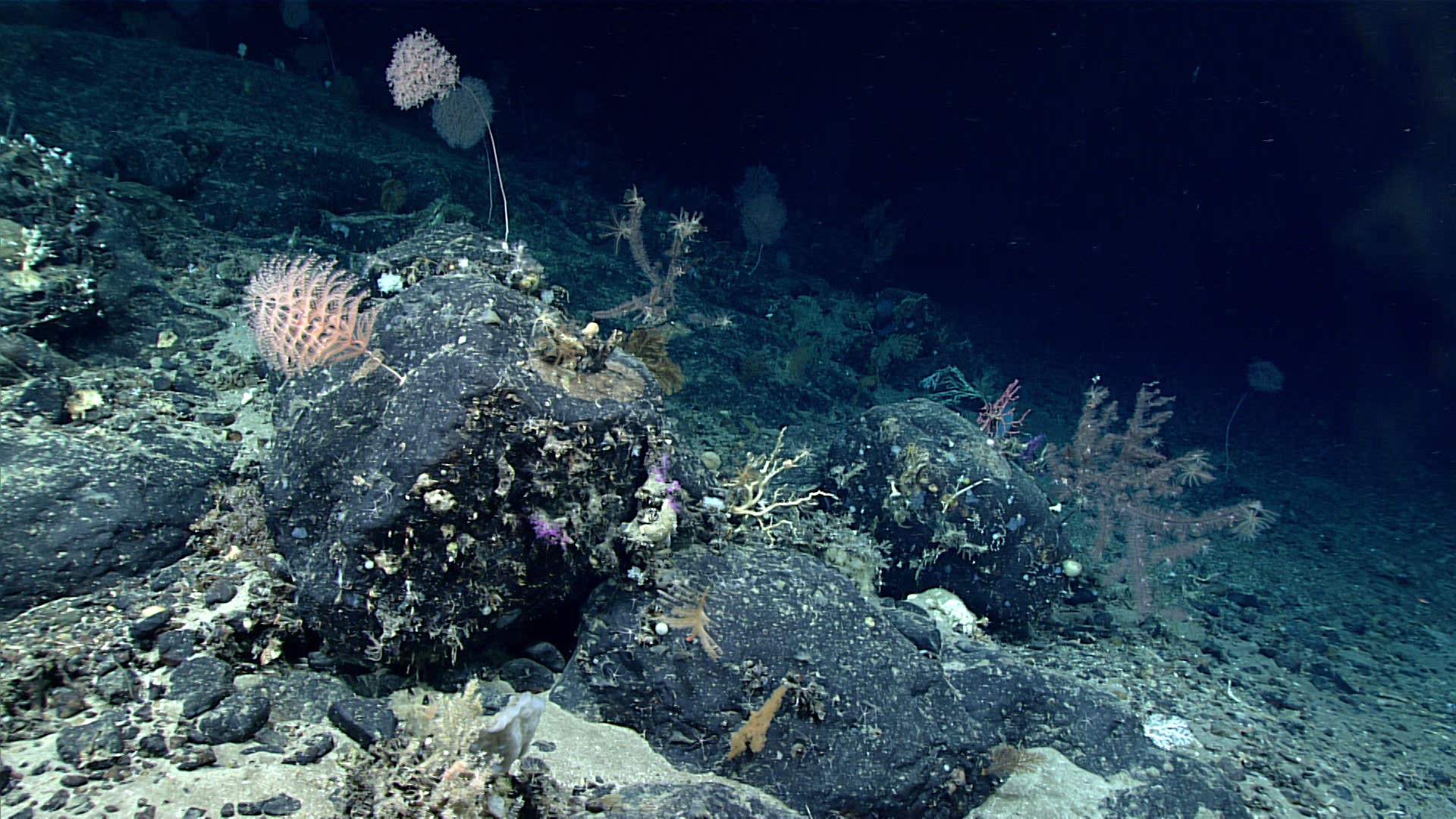 Student Investigation: Seamounts and Biological Productivity