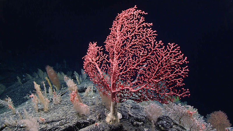 Habitat Complexity in the Deep Sea